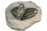 Zlichovaspis Trilobite With Reedops - Orange Eye Facets! #384181-1